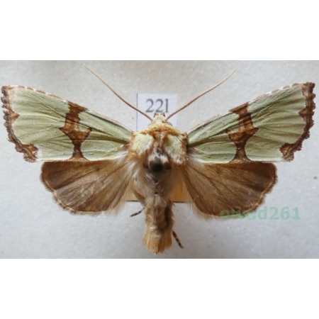 Staurophora celsia (Linnaeus, 1758) Czech22l